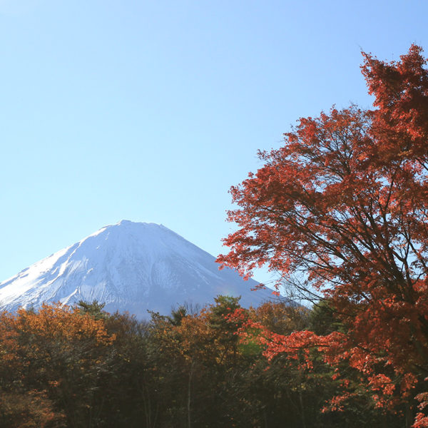 西湖 野鳥の森公園から見た富士山